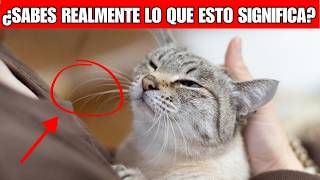 24 señales secretas de que tu gato te quiere (¡te sorprenderás!)