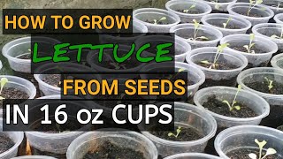 HOW TO GROW LETTUCE FROM SEEDS IN 16 oz CUPS | EP. 1