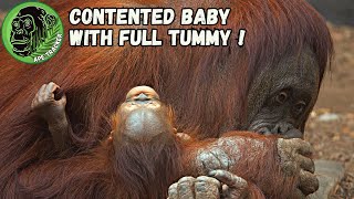 Baby Orangutan Falls Asleep During Big Feed From Mom ! #cutebaby