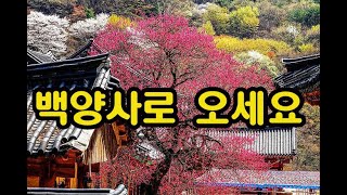 219.  백양사로 오세요 / 작사 : 김종원  / 작곡 / 노래 : 강신호 ai