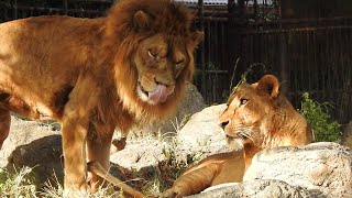 真夏の仲良しライオン夫婦の様子（バリーとデージー）とべ動物園にて。