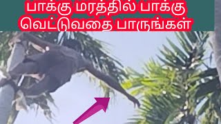 எங்கள் தோட்டத்தில் பாக்கு வெட்டுதல்|arecanut  harvesting in my farm