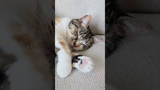 8 things cats wish you knew. Audio: petsparadee #shorts #catpersonality #factsaboutcats #purrfect