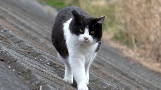 【地域猫】今日も平和な河原～毎日更新はさすがに厳しくなってきた～【魚くれくれ野良猫】