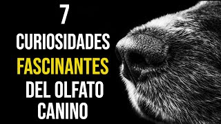 7 CURIOSIDADES Fascinantes SOBRE el OLFATO de los PERROS