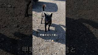 秋田犬-迅JIN- 甲斐犬のリク君と初対面 #秋田犬#4ヶ月#迅#akitainu#아키타이누