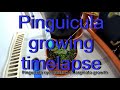 Butterwort Pinguicula cyclosecta x  emarginata growth timelapse/ Fettkraut Wachstum-Zeitraffer