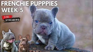 LIVE: French Bulldog puppies WEEK 5 PupDate ! Weaning process + Q\u0026A