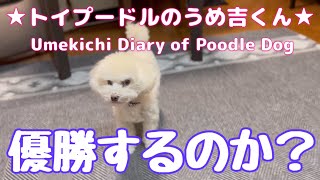 優勝するのか？ ★トイプードルのうめ吉くん(1130日目)★Umekichi Diary of Poodle Dog