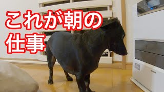 ストーブの点火確認をする犬が可愛すぎるw[ピノ＆ルイチャンネル]