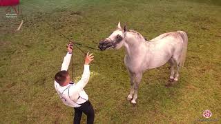 N 137 ZLOTY MEDAL   2020 PRIDE OF POLAND   42nd Arabian Horse National Show   7 Years Old and Older