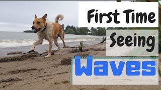 Rescue Dog Sees Waves for the VERY FIRST TIME