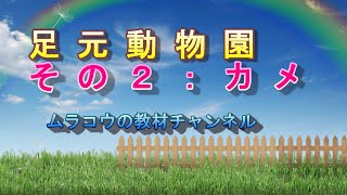 脚下照顧の動物園：カメ編（小学３・４理科）