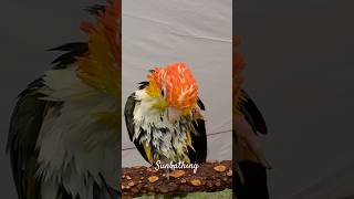 日光浴 #parrots #鸚鵡 #birdlovers #featheredfriends #金頭凱克 #parrot_video #凱克鸚鵡 #caiques