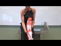 Muscular System : Anatomy and Physiology I