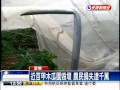 南台灣風強雨大 木瓜園嚴重受損－民視新聞