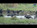 birds of agaramthen wetlands