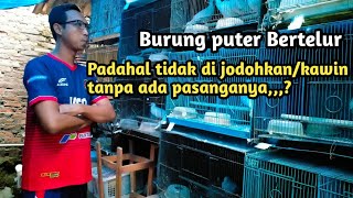 KENAPA BURUNG PUTER TANPA DI JODOHKAN /KAWIN,TANPA ADA PASANGAN BISA BERTELUR,,?