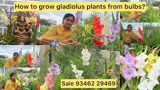 How to grow gladiolus plants from bulbs ? How to multiply&save gladiolus bulbs? #teluguhomegardener