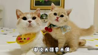 人间宝藏小奶猫~ 想不到吧，这么可爱的猫我有一群