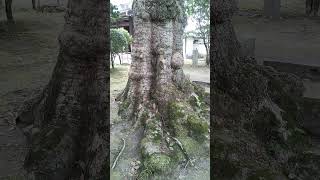 多田神社のムクロジ　生き様が、出てるなぁ