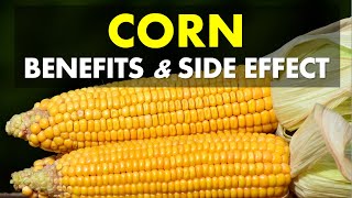 Corn Benefits and Side Effects, Corn Benefits For Health