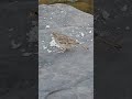 sparrow eating bread hungry bird