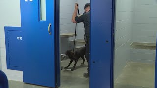 Harris County jail brings in new team of drug-detecting dogs to cut down on illegal contraband