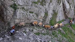 Spektakulärer Alpaufzug Engstligenalp