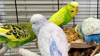 7 hours of budgie sounds to keep your pets in happy bird company