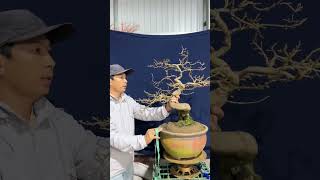 Gl Mai bonsai Các Bạn về chơi tết 0348.035.888