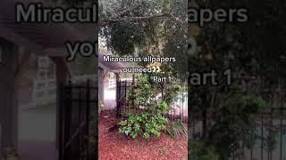 Miraculous Wallpapers You Need ~ Miraculous Ladybug ~ Wallpapers ~ Miraculous Ladybug Wallpaper ~