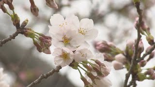 福島市でソメイヨシノ開花　観測史上最も早い桜開花　サクラ前線東北入り