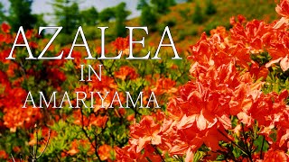 AZALEA IN AMARIYAMA: Collaboration of Fuji and crimson azaleas