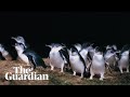 BBC sports commentator narrates Australia's penguin parade in lockdown voiceover