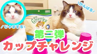 【猫】カップチャレンジ特訓版　[Cat] Cup Challenge Special Training Edition　ラグドールの猫2匹との楽しい生活