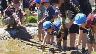 年長組８０人が田植えに挑戦　　鹿嶋市・認定こども園こじか