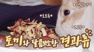 🐰 토끼 키우기 🐰 토끼와 달콤꼬소한 견과류 이야기! 토끼에게 위험한 간식, 견과류(아몬드, 땅콩, 피스타치오, 은행, 피칸, 헤이즐넛, 잣 등) 편!