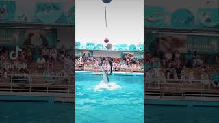 Aksu Dolphinarium 🐬🌊💦🌞 #kundu #antalya #aksu #dolphin #show #turkey #aksudolphinarium