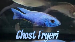 Ghost Fryeri Growout Tank