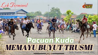 Pacuan Kuda Trusmi 2024 || Latihan pacuan kuda buat MEMAYU BUYUT TRUSMI