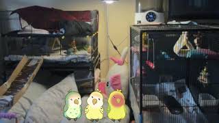 Lubbirb Live Nanny Cam