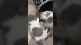 猫：空气有点辣眼睛 帮我看下猫 挣钱给猫花 猫咪 谁能拒绝傻憨憨的小猫咪 @抖音小助手 @DOU+小助手