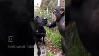 ❤️🐶🐵 #animal #ape #babyanimals #chimp #monkey #labrador #dog