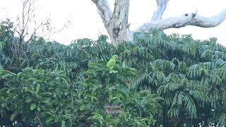 Blue naped Parrot