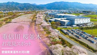 重信川の桜並木をドローンで空撮【愛媛県東温市】