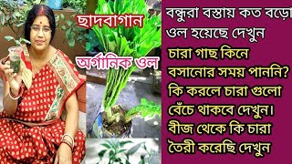 ছাদবাগানে বস্তায় ওল হয়েছে দেখুন। চারাকিনে বসানোর সময় না পেলে কি করবেন/gardeningtips \u0026 ol Harvesting🌱