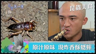 台灣第一等【百萬黑龍仔基地 高蛋白酥炸蟋蟀／黑螞蟻蛋捲 特殊口感超越黑芝麻】 _精選特輯