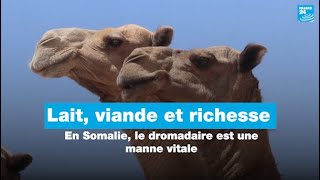 Lait, viande et richesse : en Somalie, le dromadaire est une manne vitale • FRANCE 24