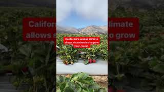 Tour a California Strawberry Field